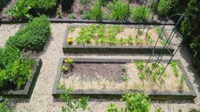 Nowa Maja w ogrodzie: Jak dbać o warzywnik?